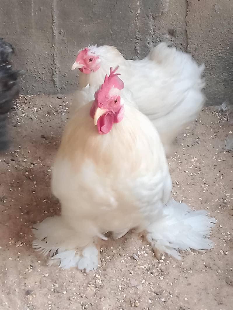 bantam 0