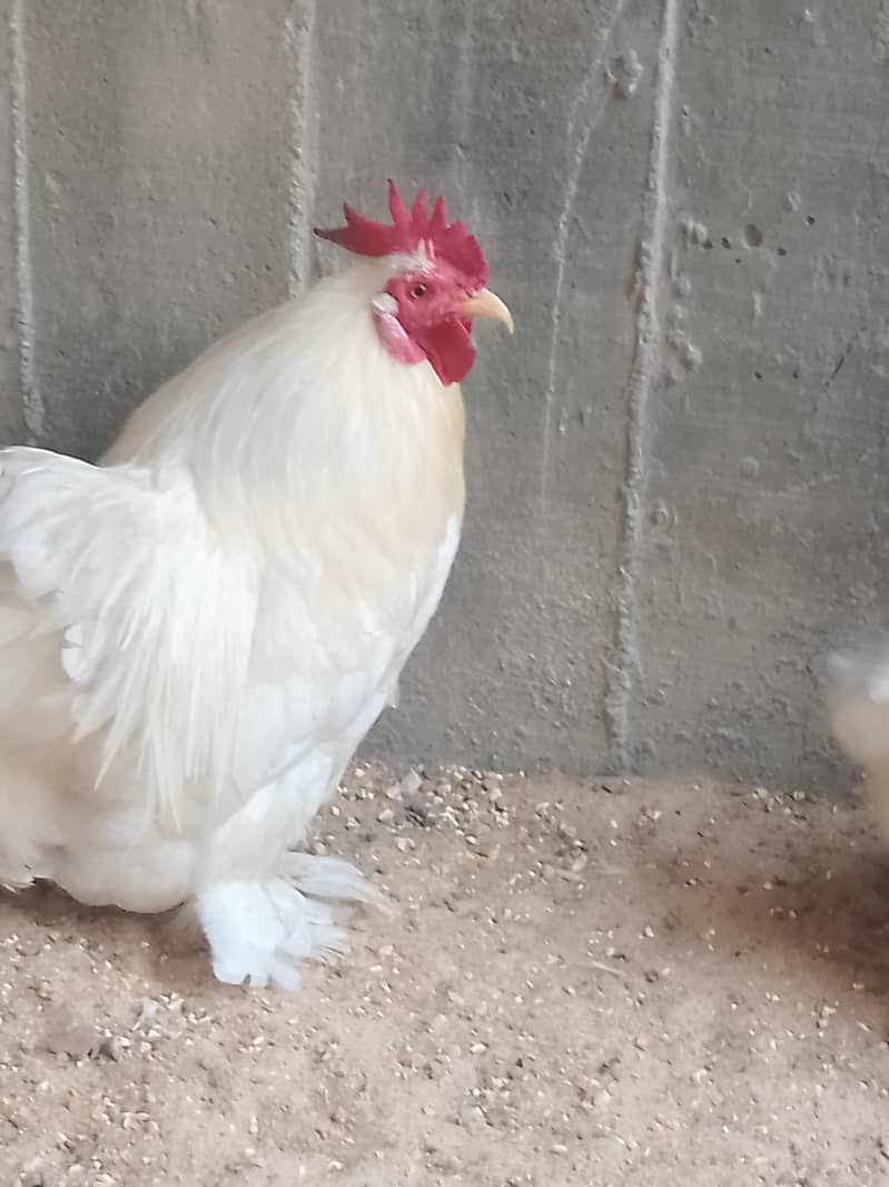bantam 1