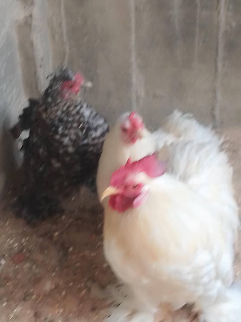 bantam 2