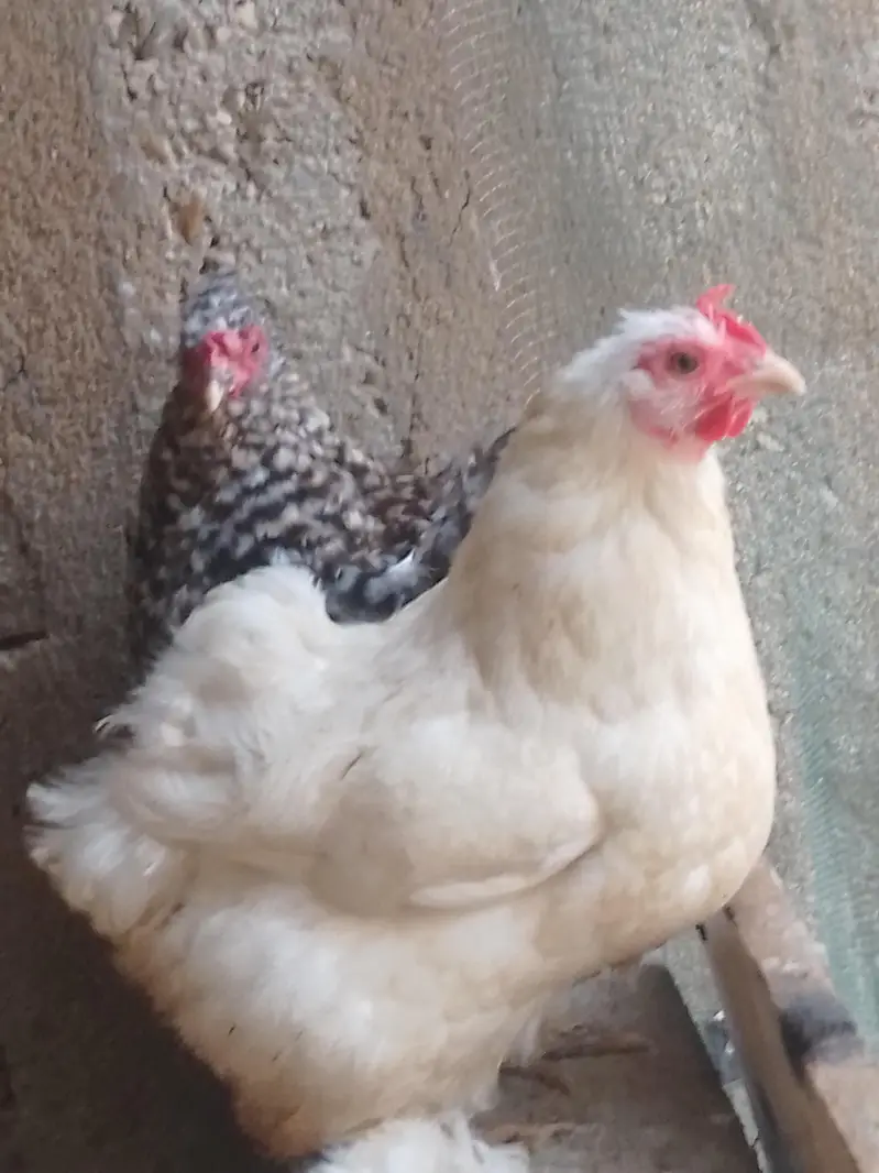 bantam — photo 4