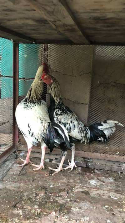 Aseel lasani cross and Mianwali murghi murghay