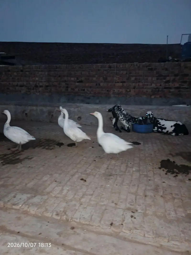 duk bohat piyar — photo 2