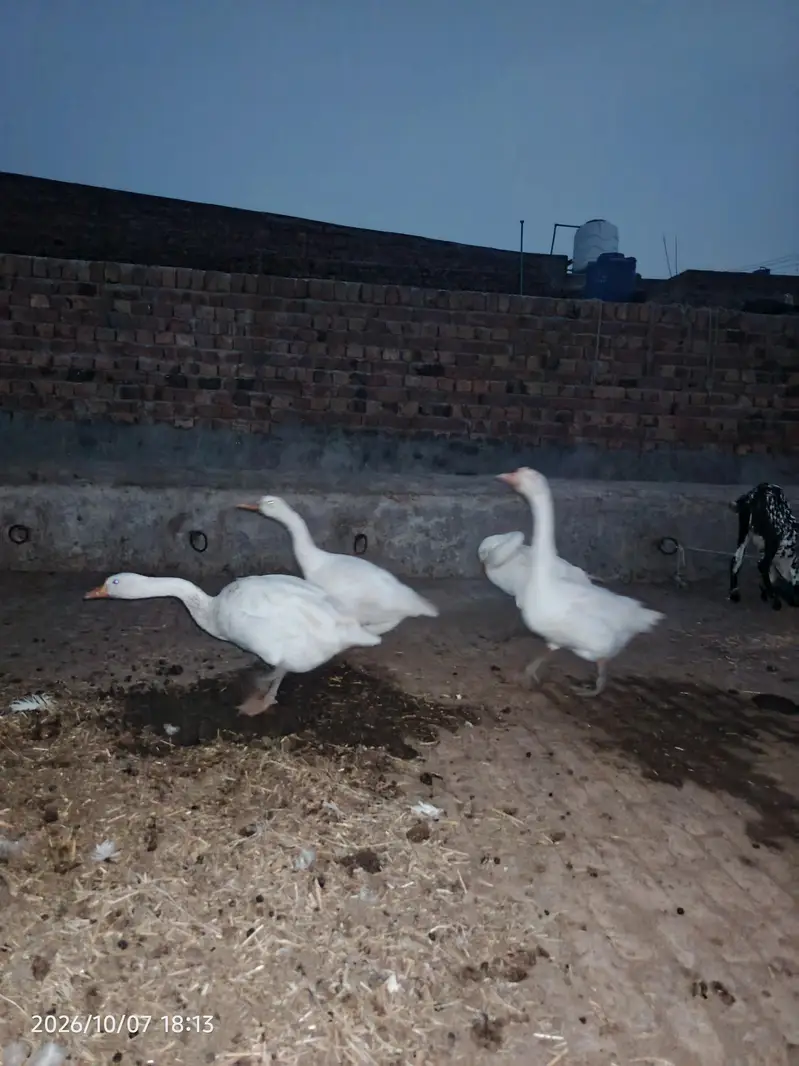 duk bohat piyar — photo 3