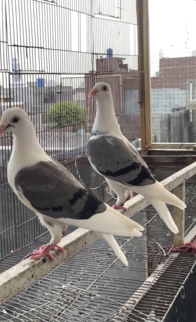 pigeons