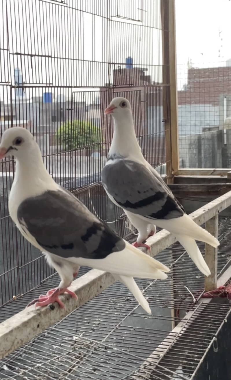 pigeons 0