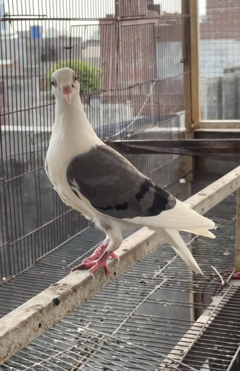 pigeons 3