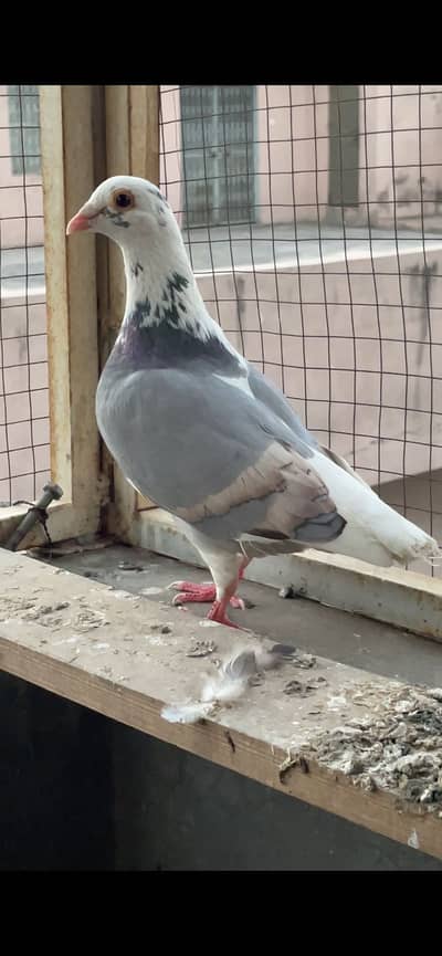 pigeons