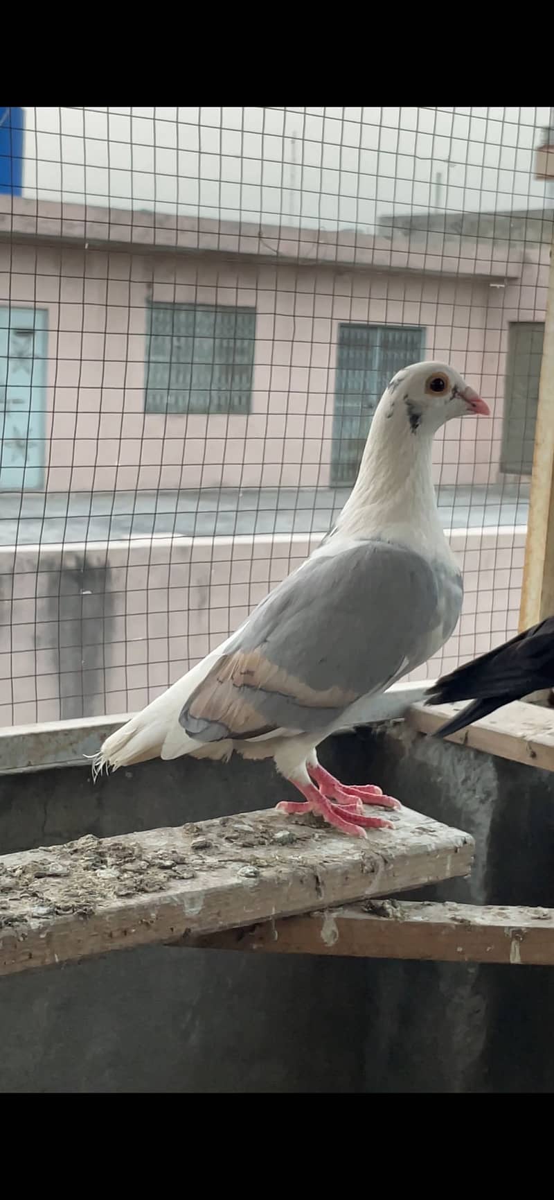 pigeons 5