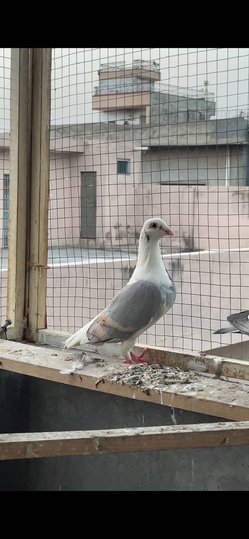 pigeons 6