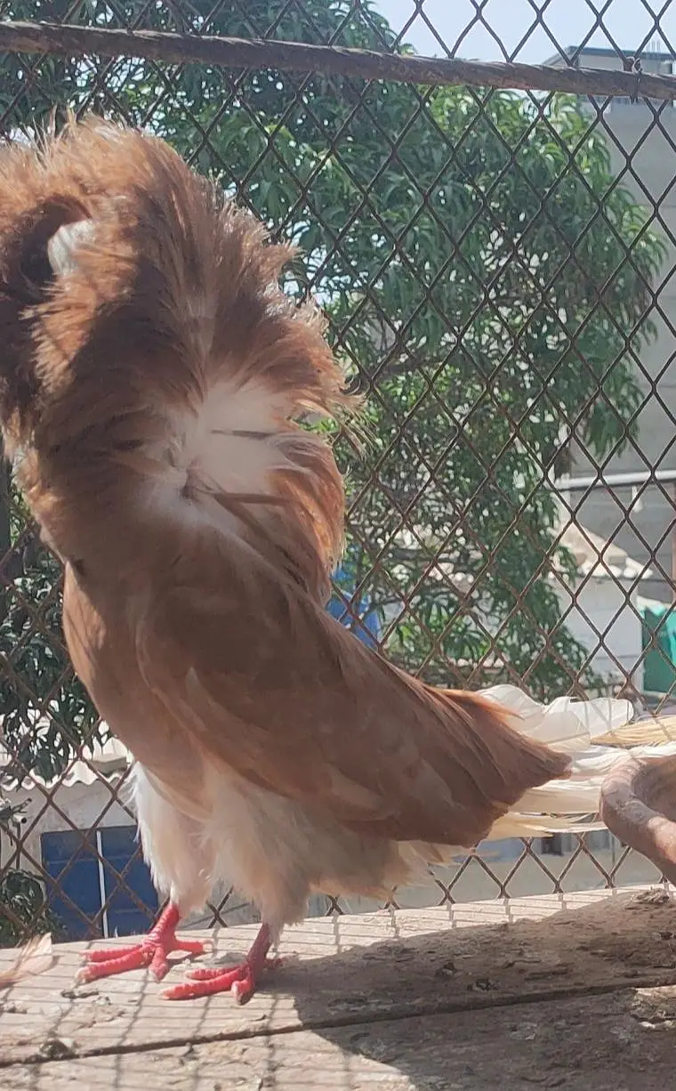Breeder male — photo 2