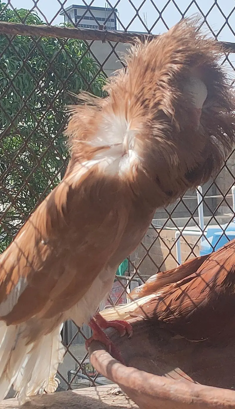Breeder male — photo 3