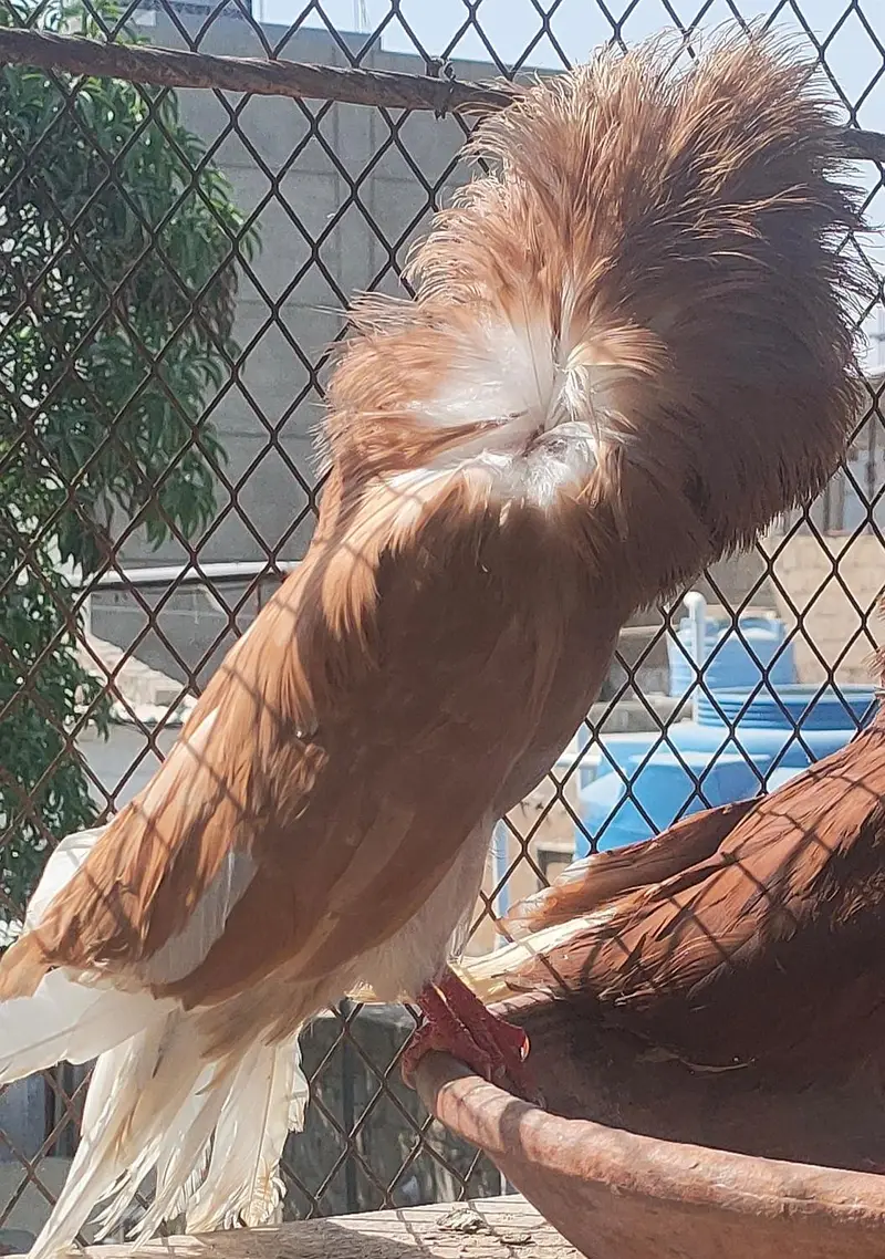 Breeder male — photo 4