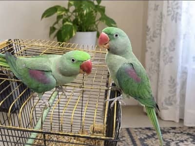 Pahari parrot