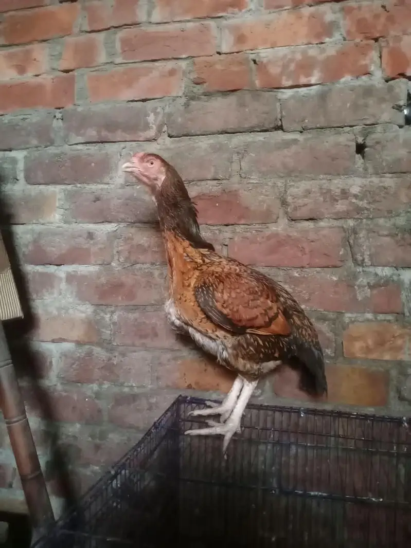 Aseel female — photo 3
