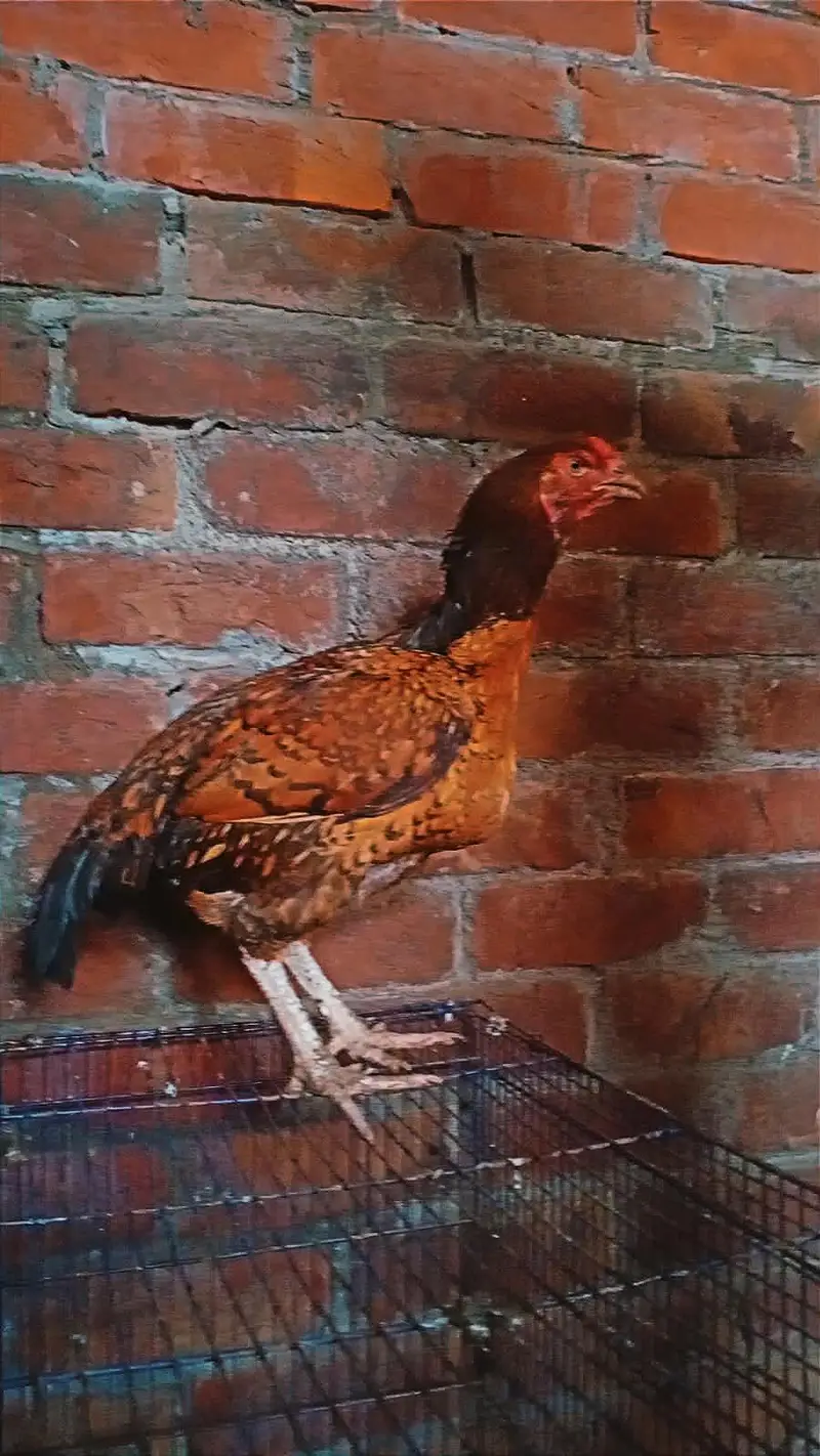 Aseel female — photo 6