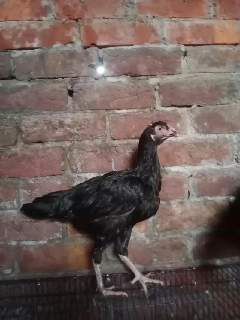 Aseel female — photo 7