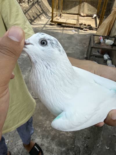 Pigeon Sialkot x bataira king size