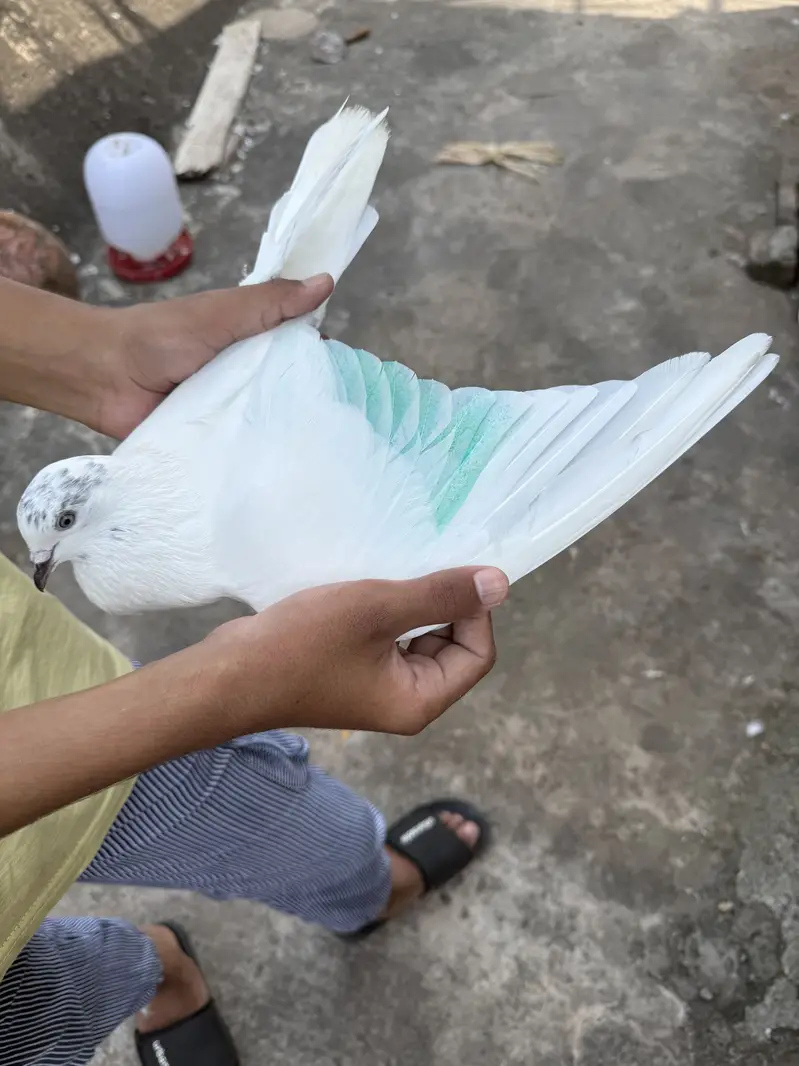 Pigeon Sialkot x bataira king size — photo 2