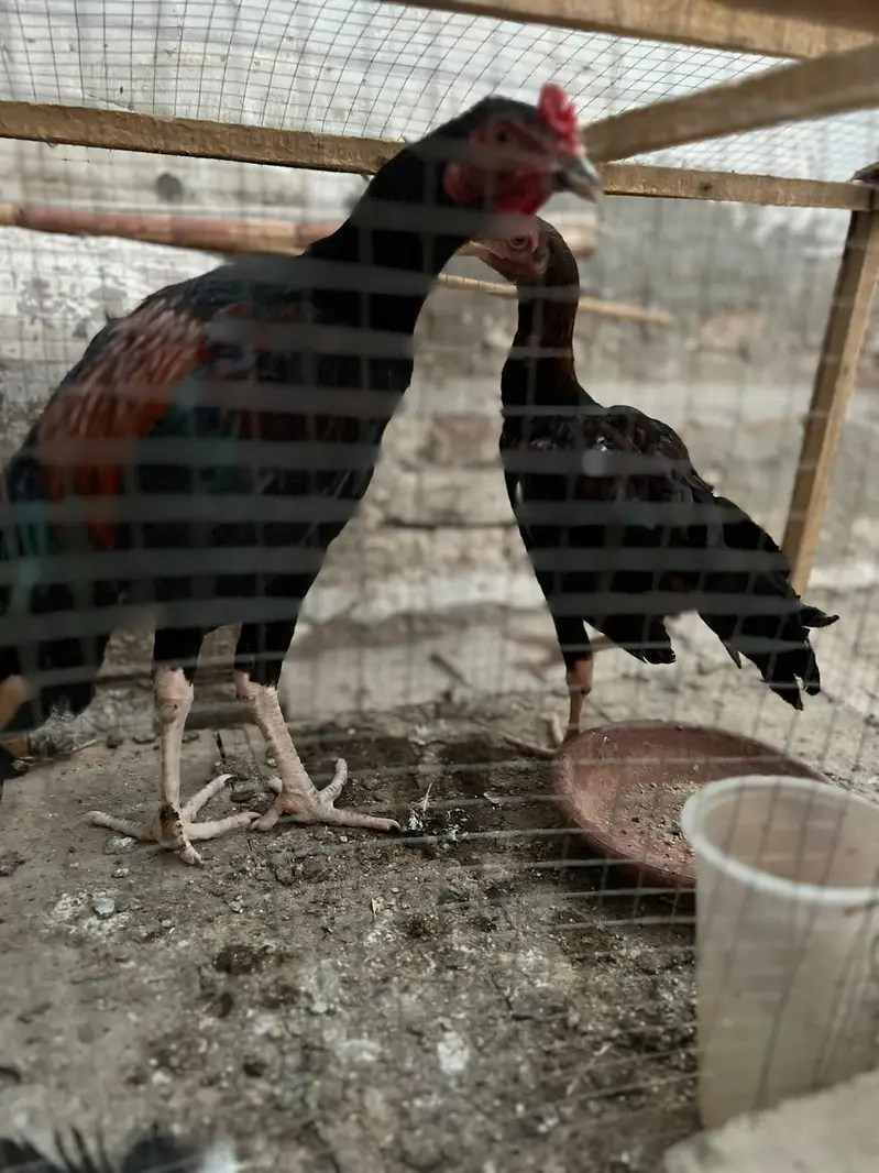 اصیل مرغی کا جوڑا — photo 2