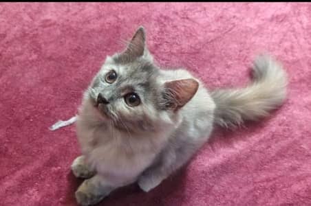 Female Cat