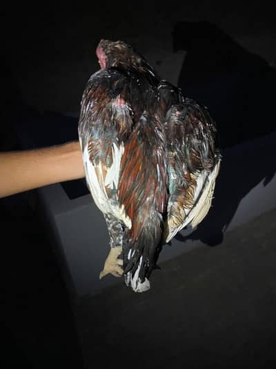 healthy hen for sale