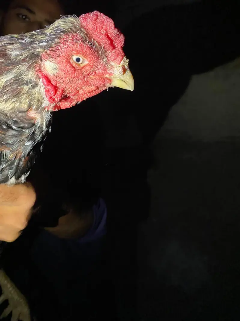 healthy hen for sale — photo 2