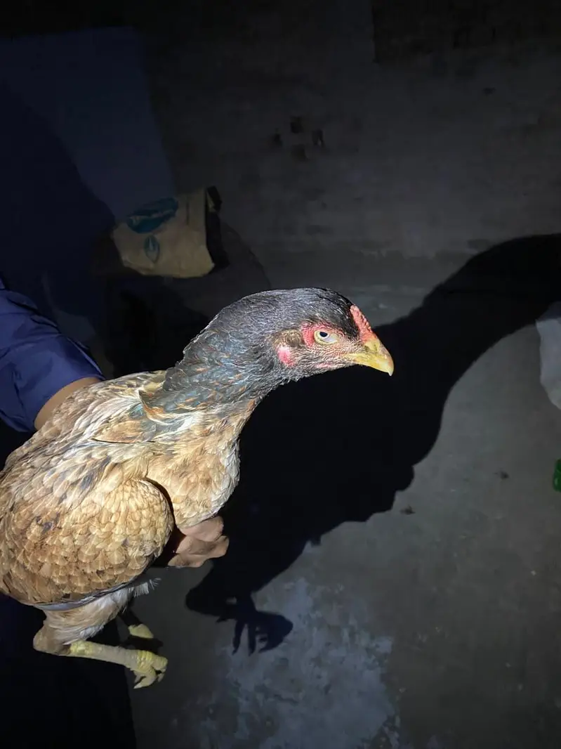 healthy hen for sale — photo 3