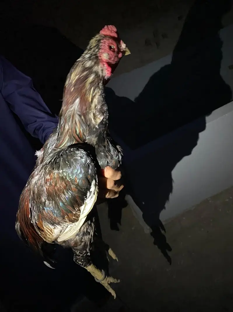 healthy hen for sale — photo 5
