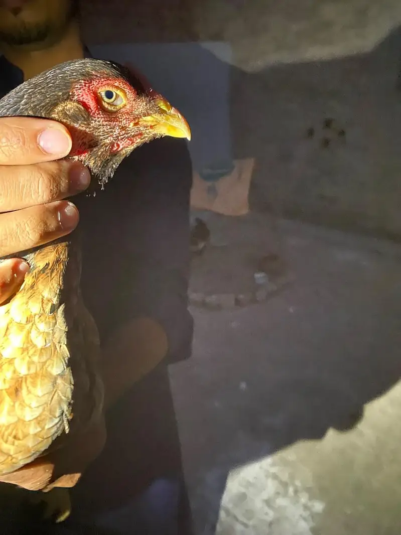 healthy hen for sale — photo 7