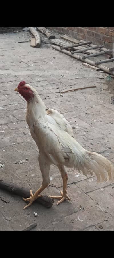 pure white shamo trio