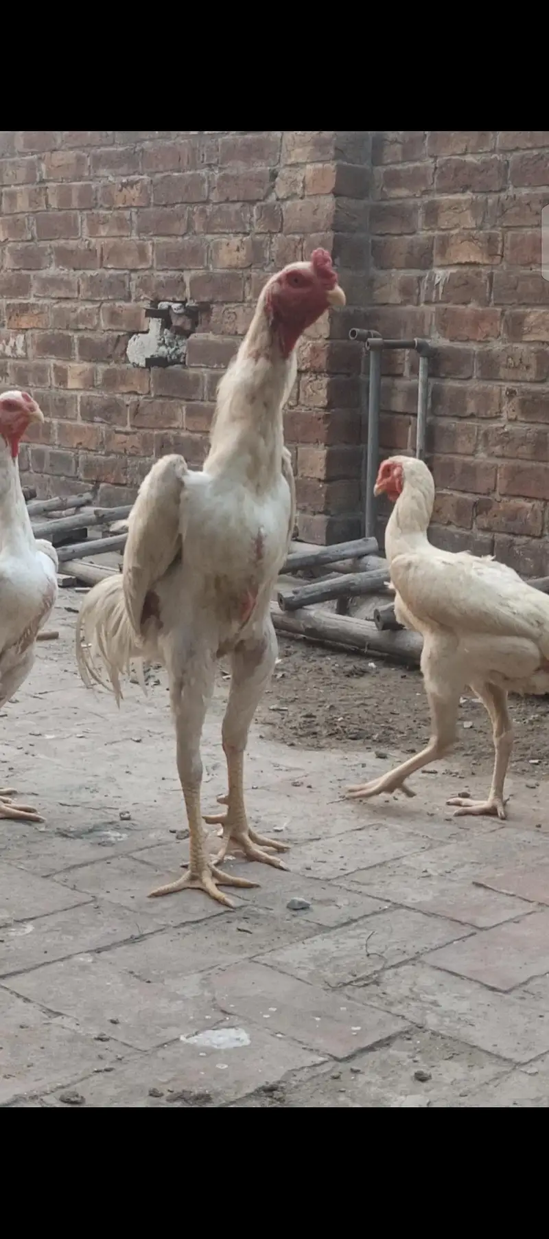 pure white shamo trio — photo 3