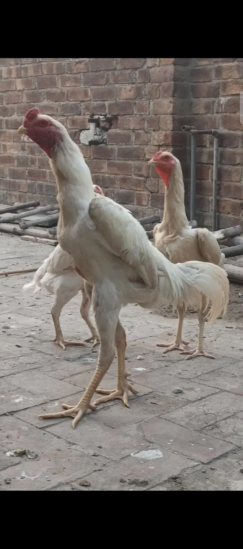 pure white shamo trio — photo 5