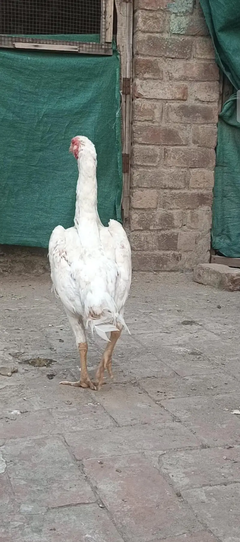 pure white shamo trio — photo 7