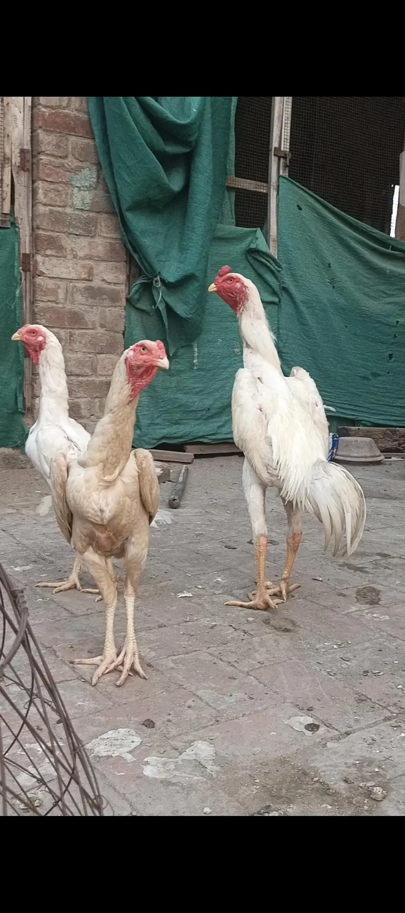 pure white shamo trio — photo 8