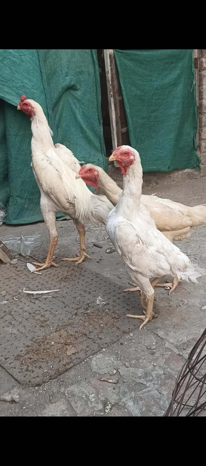 pure white shamo trio — photo 9