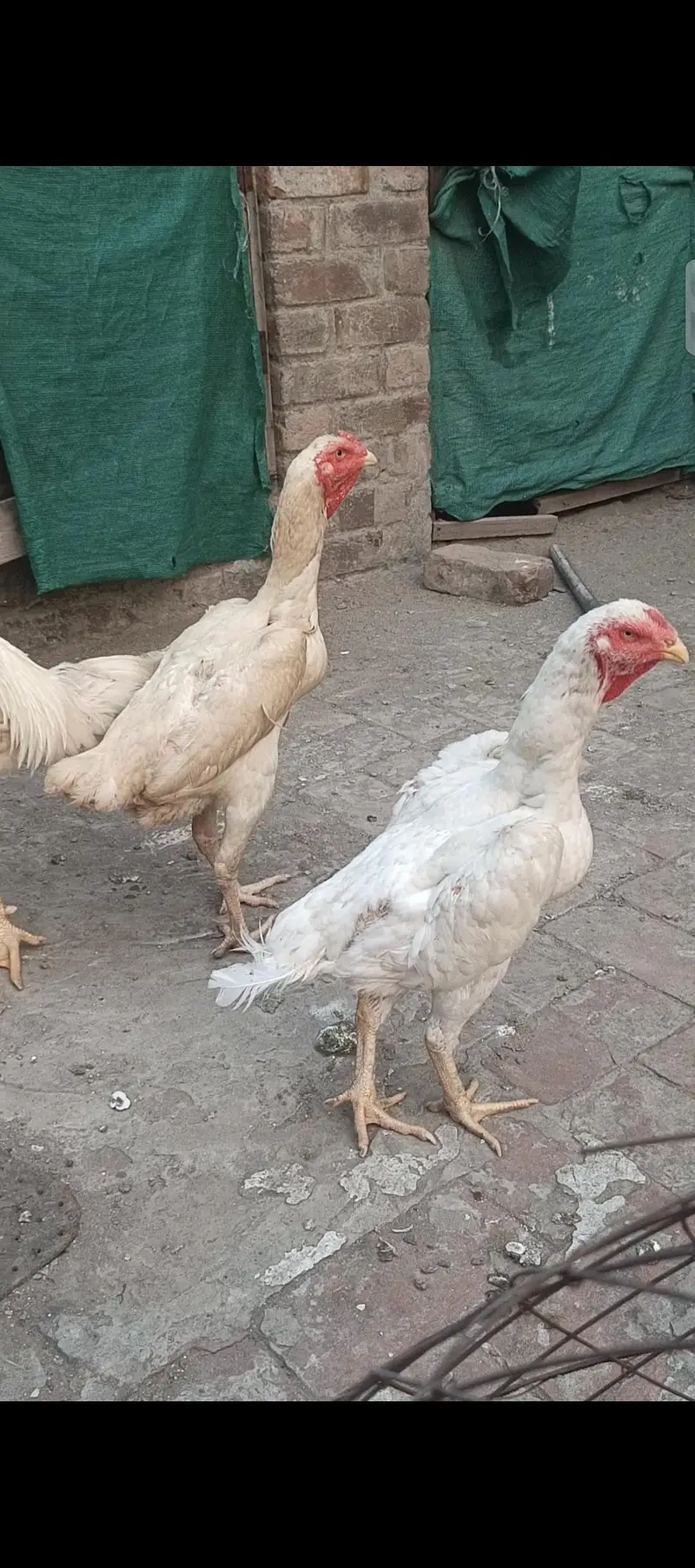 pure white shamo trio — photo 10