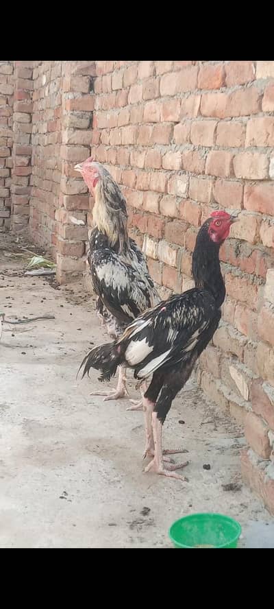 murga for sale