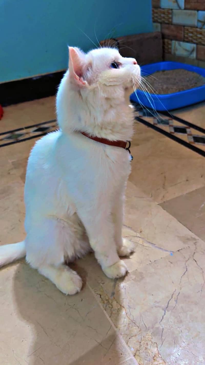 persian cat 1