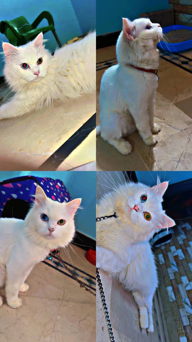persian cat 2