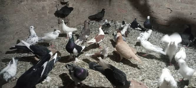 Sheerazi pigeon for sale