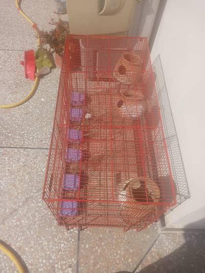cage for birds