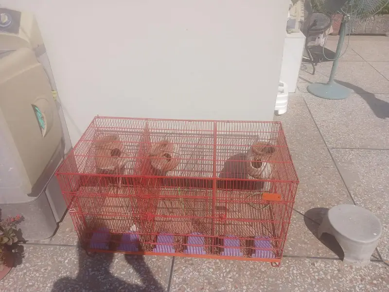 cage for birds — photo 2