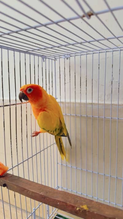 Sun Conure Male