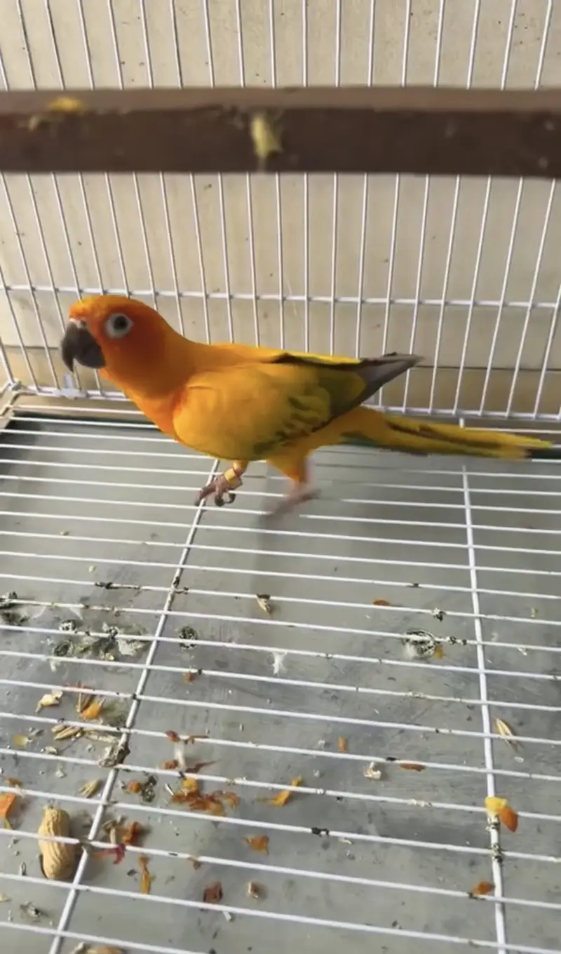 Sun Conure Male — photo 2