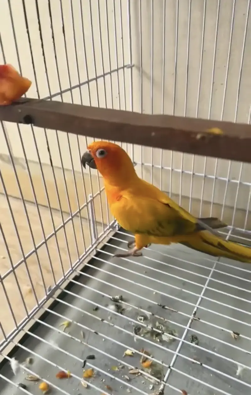 Sun Conure Male — photo 3
