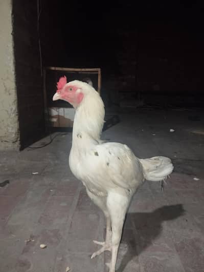Cheena aseel murgha for sale