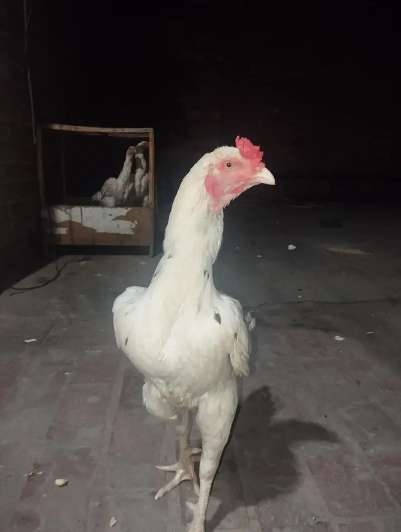 Cheena aseel murgha for sale — photo 2