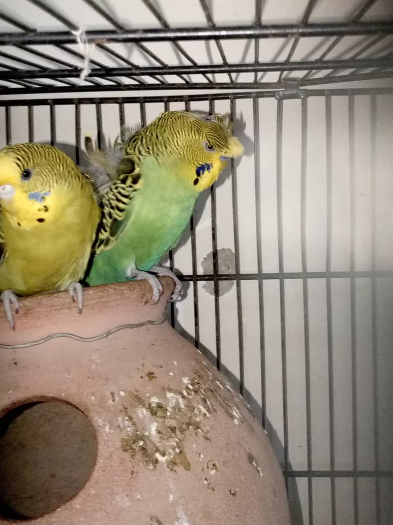 Hgoromo pair 3