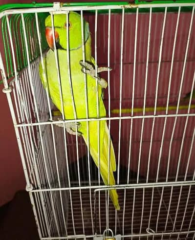 Green ring neck male parrot