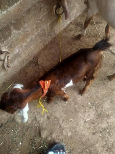 5 mahine ka bakre ka baccha hai